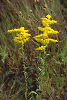 old field goldenrod flowers