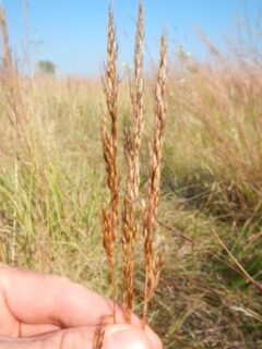 Indian grass