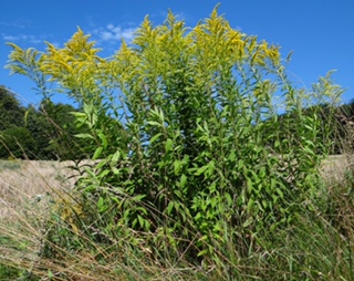 Late goldenrod