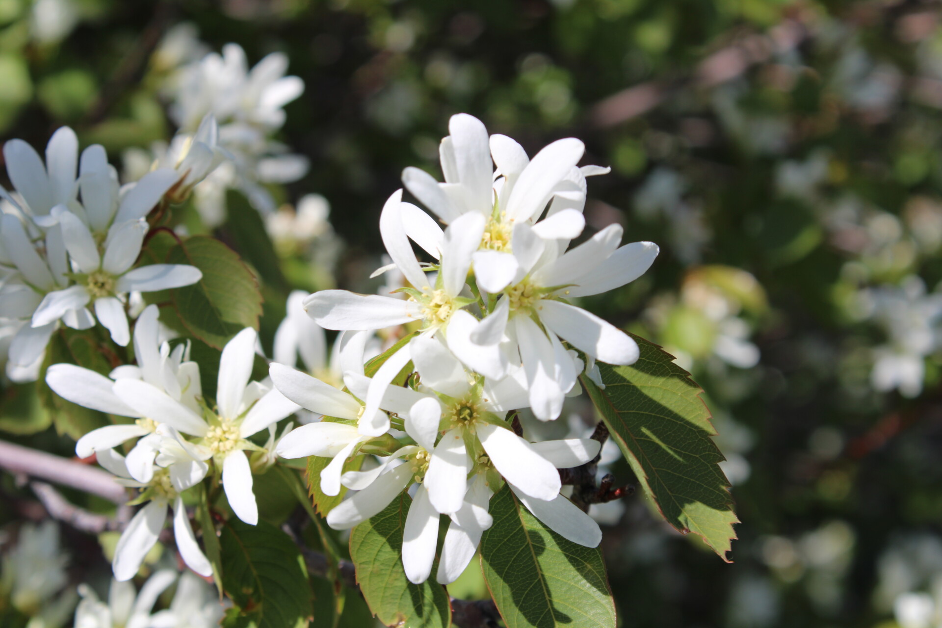 serviceberry flower