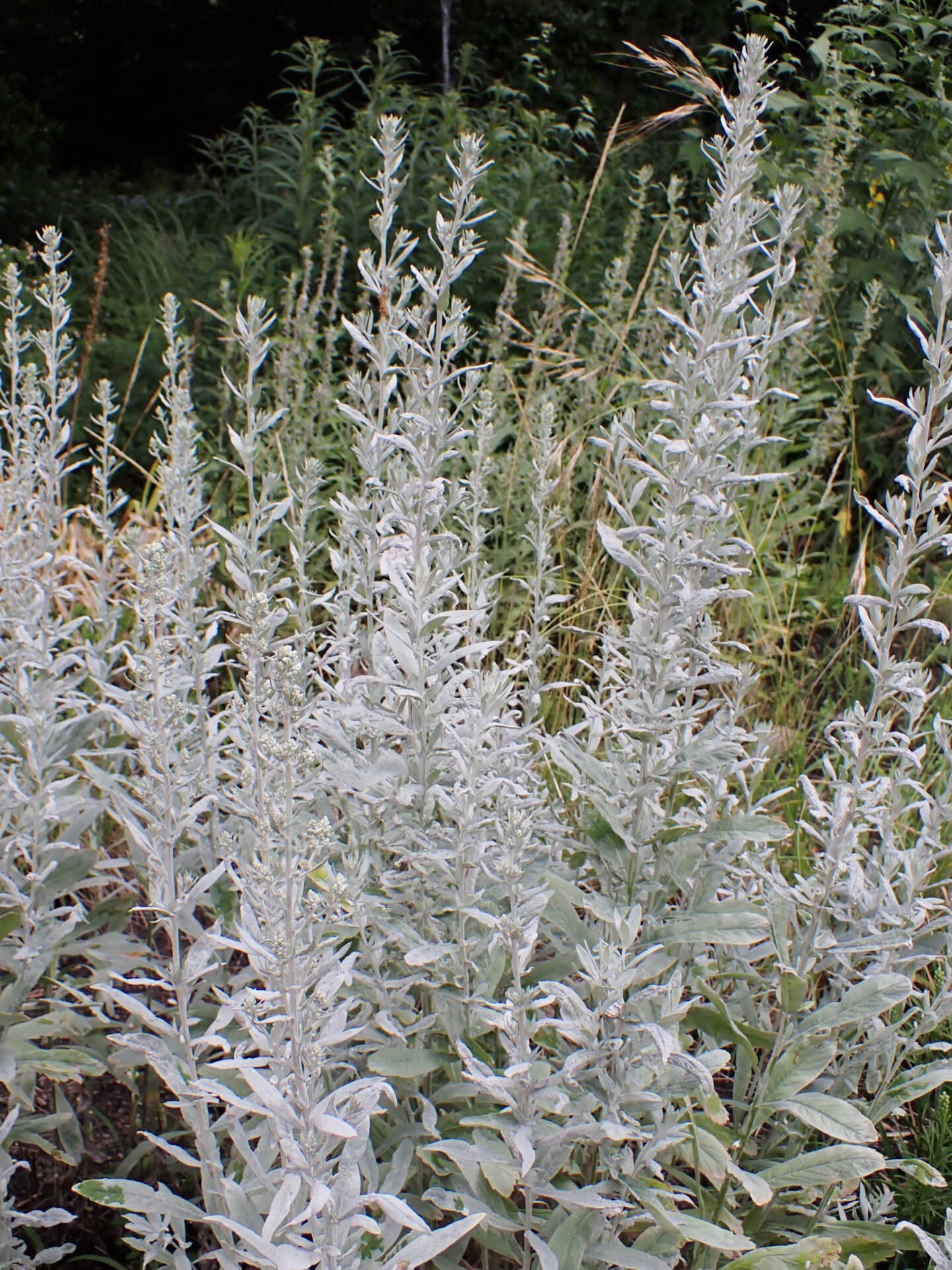close up or prairie sage growing in a field