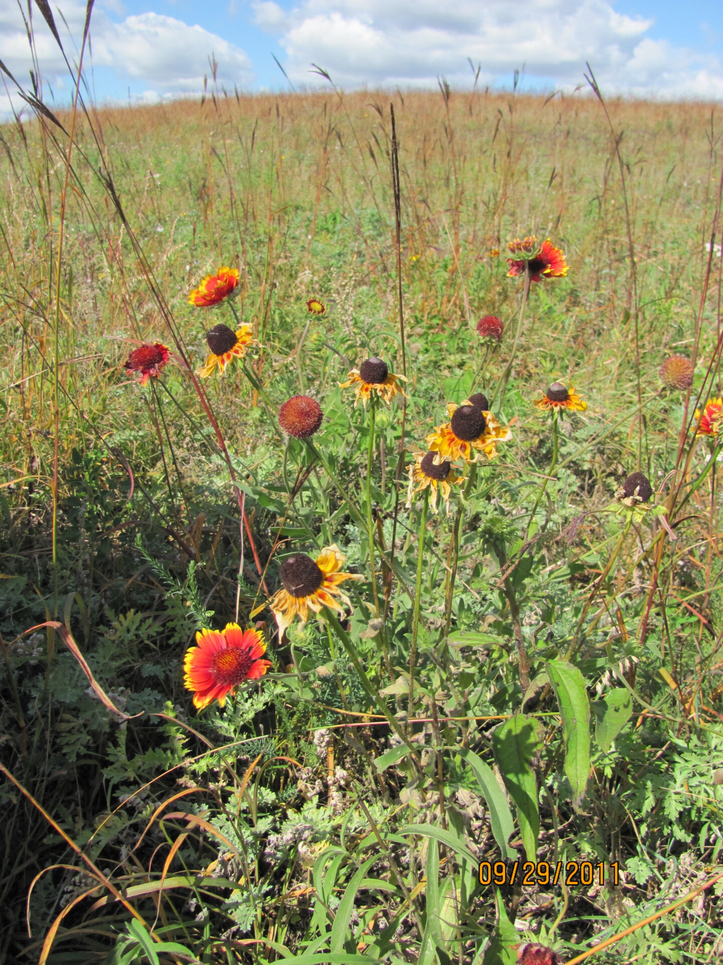 cluster of blanketflower flowers in a field
