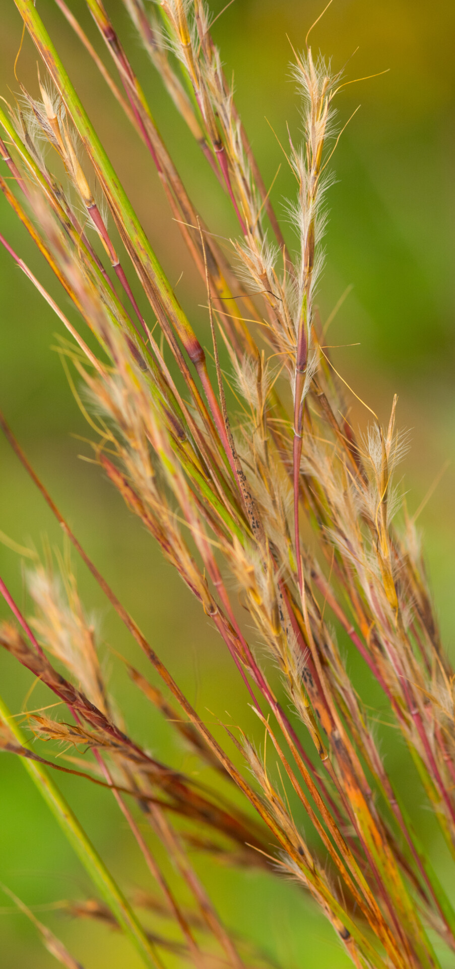 little bluestem seedhead