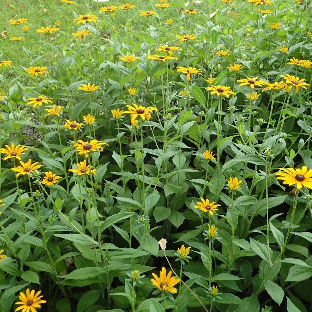 black eyed susans in bloom